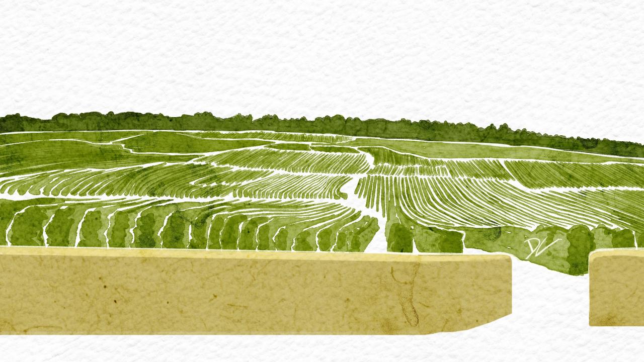 Illustration of Domaine de la Romanée-Conti