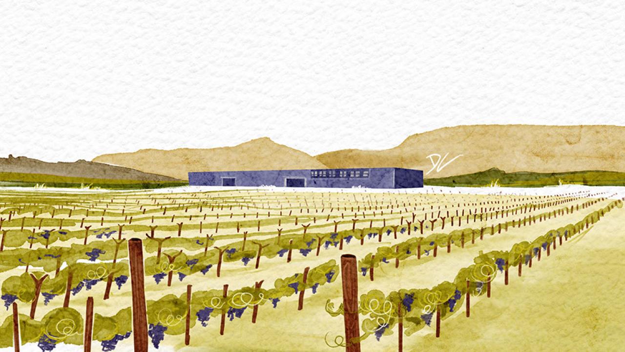 Illustration of Dominus Estate Vineyards