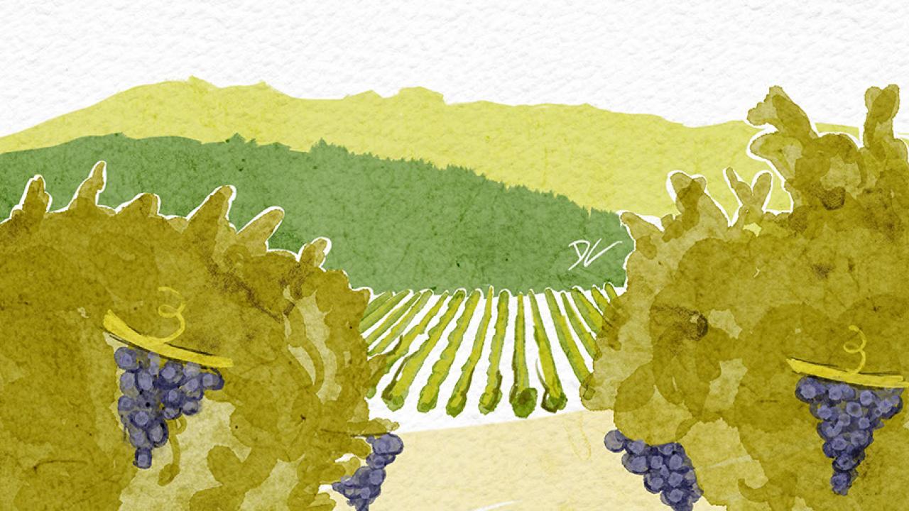 Illustration of Hundred Acre Vineyards