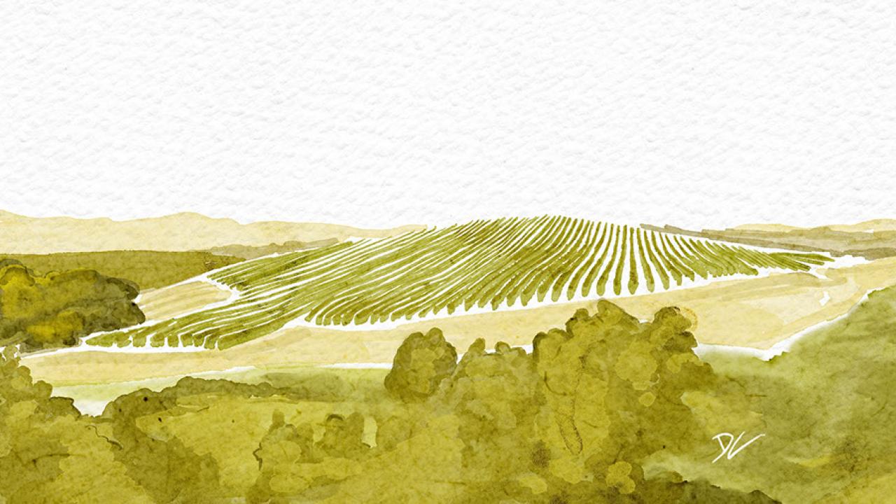 Illustration of Sine Qua Non Vineyards